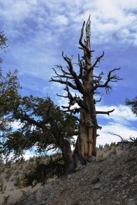 Bristlecone Elder