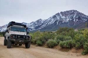 Angus in Buttermilks